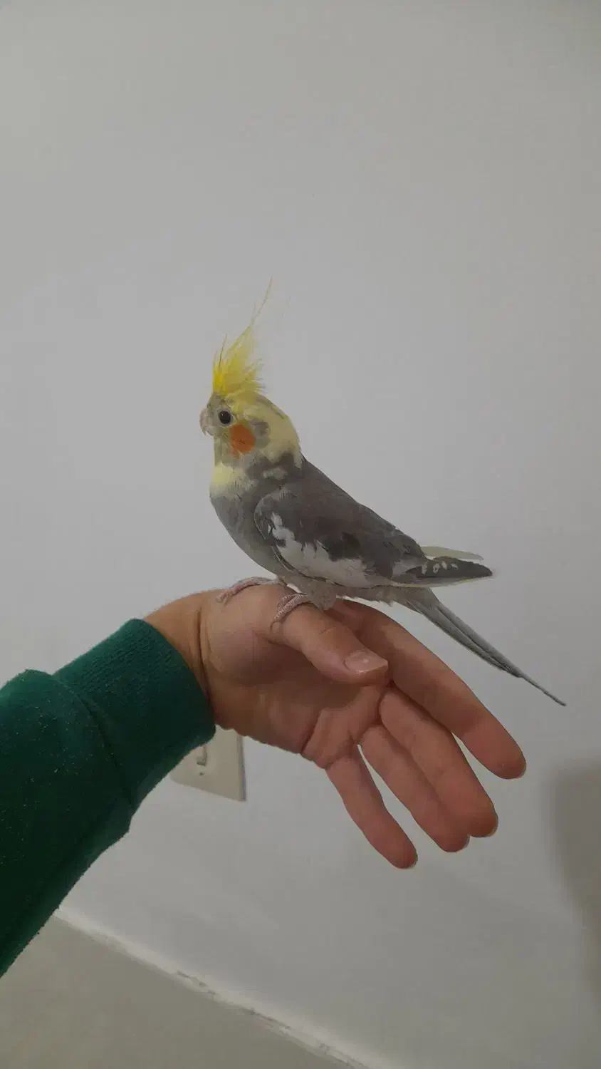 عروس جوانه دستی|پرنده|آزادشهر, |دیوار