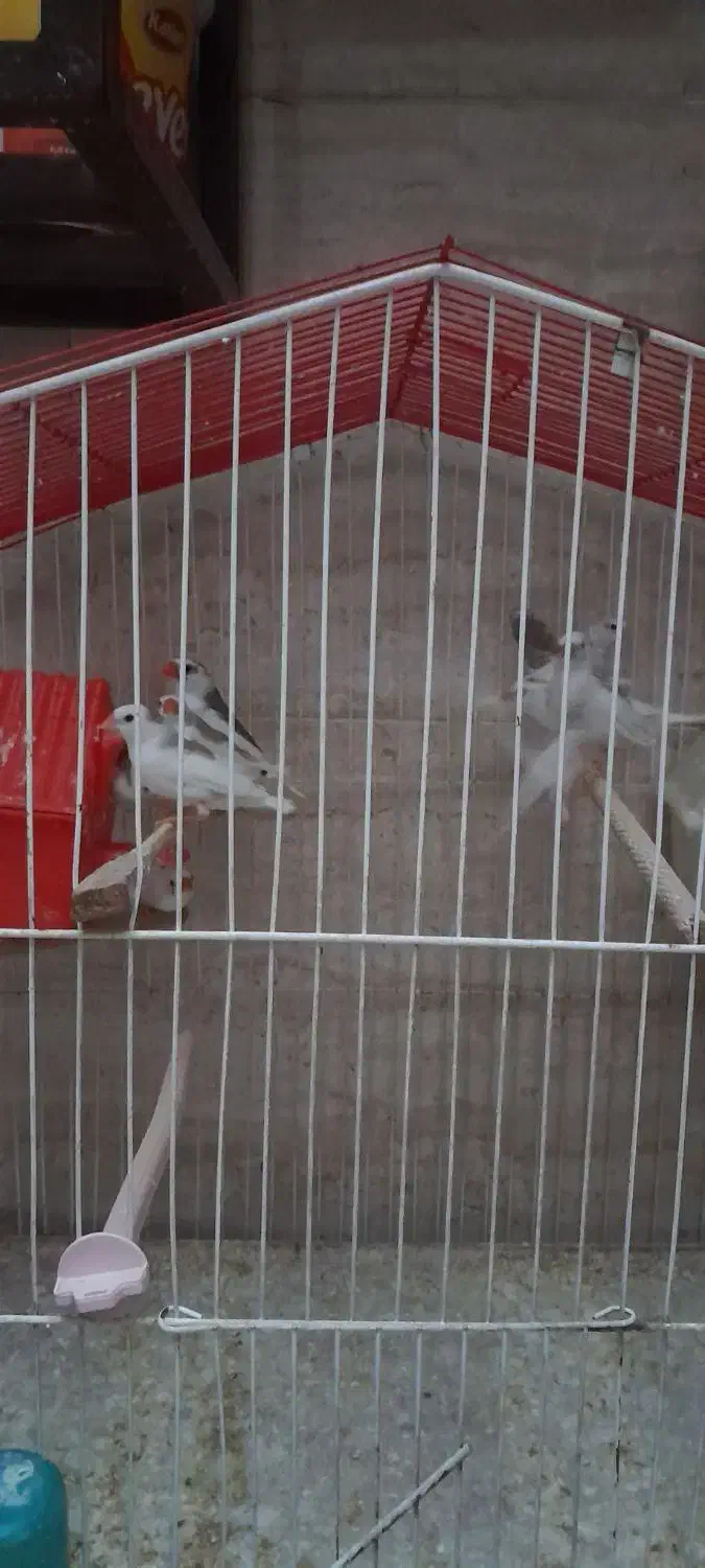 فنچ های خانگی|پرنده|کرج, گوهردشت|دیوار