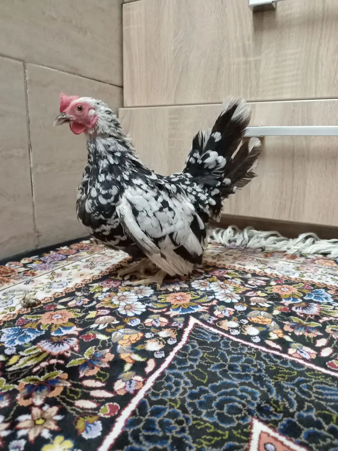 مرغ و خروس مینیاتوری جاپنیز|حیوانات مزرعه|کهریزک, |دیوار