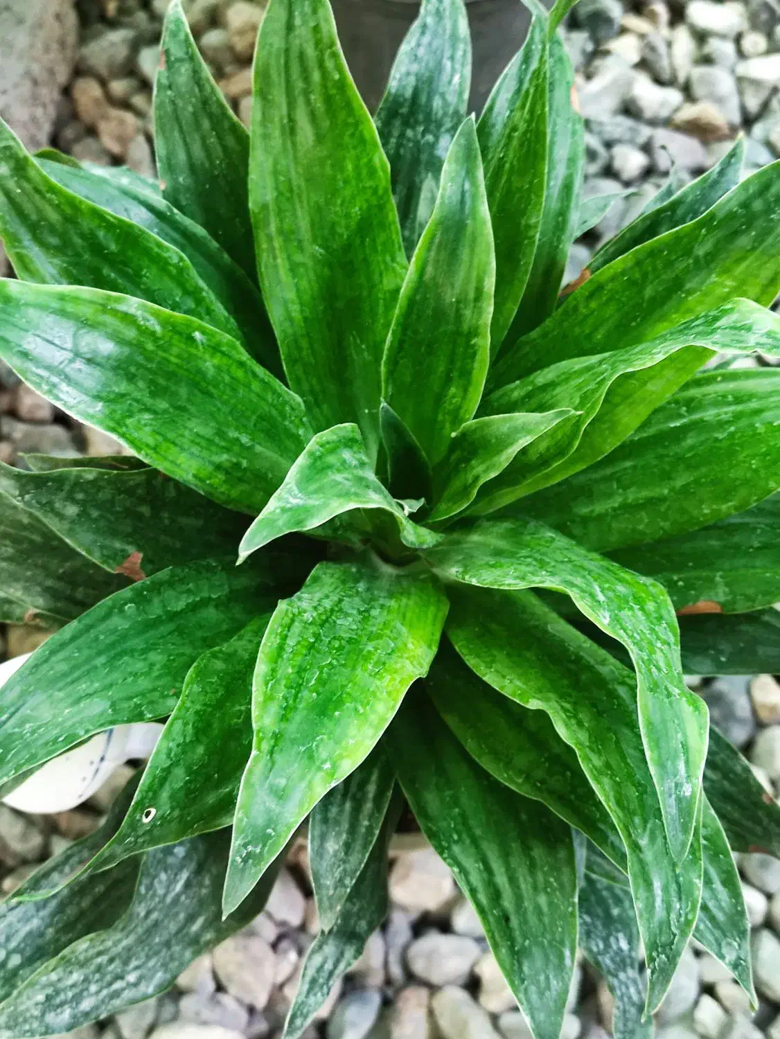 گل گیاه گلستان|گل و گیاه طبیعی|جیرفت, |دیوار