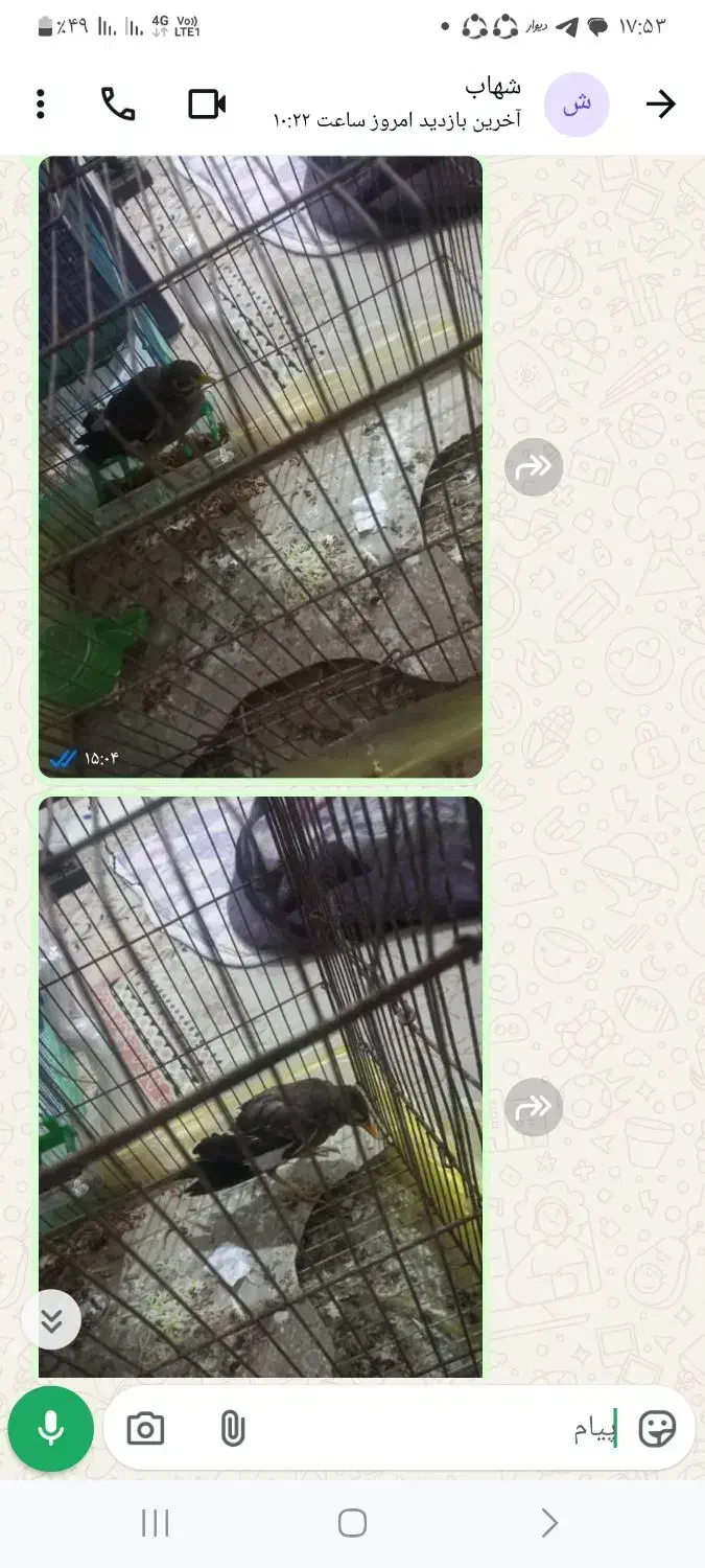 مرغ مینا|پرنده|بندرعباس, |دیوار