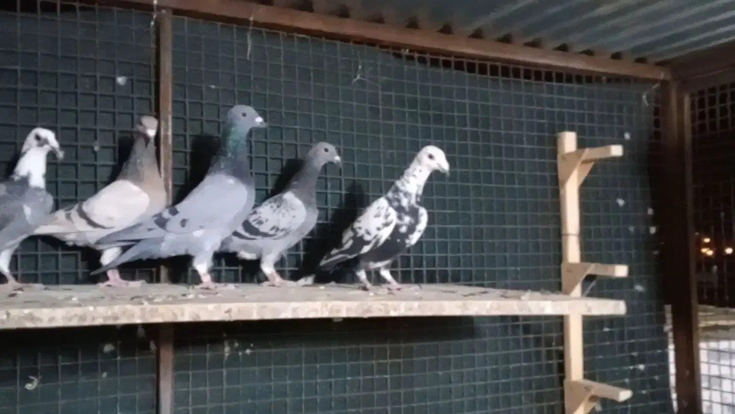 پلاکی و رنگی|پرنده|شیراز, شهرک گلستان شمالی|دیوار