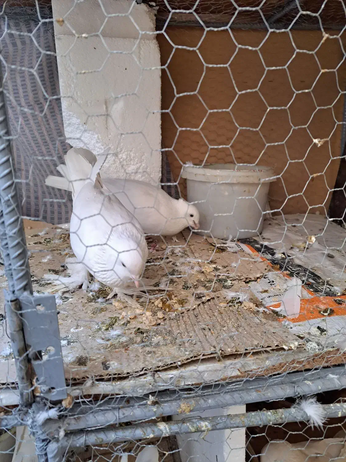 چند جفت  کفتر  عـالـی|پرنده|قم, باجک یک|دیوار