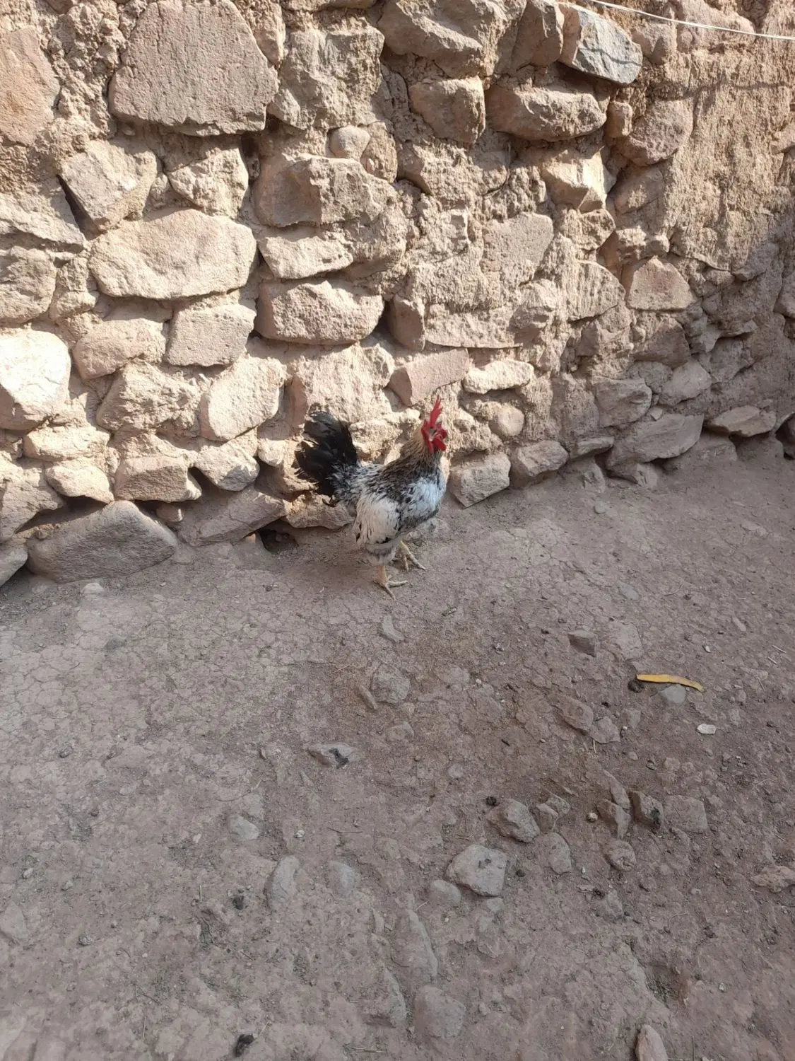 خروس|حیوانات مزرعه|آذرشهر, |دیوار