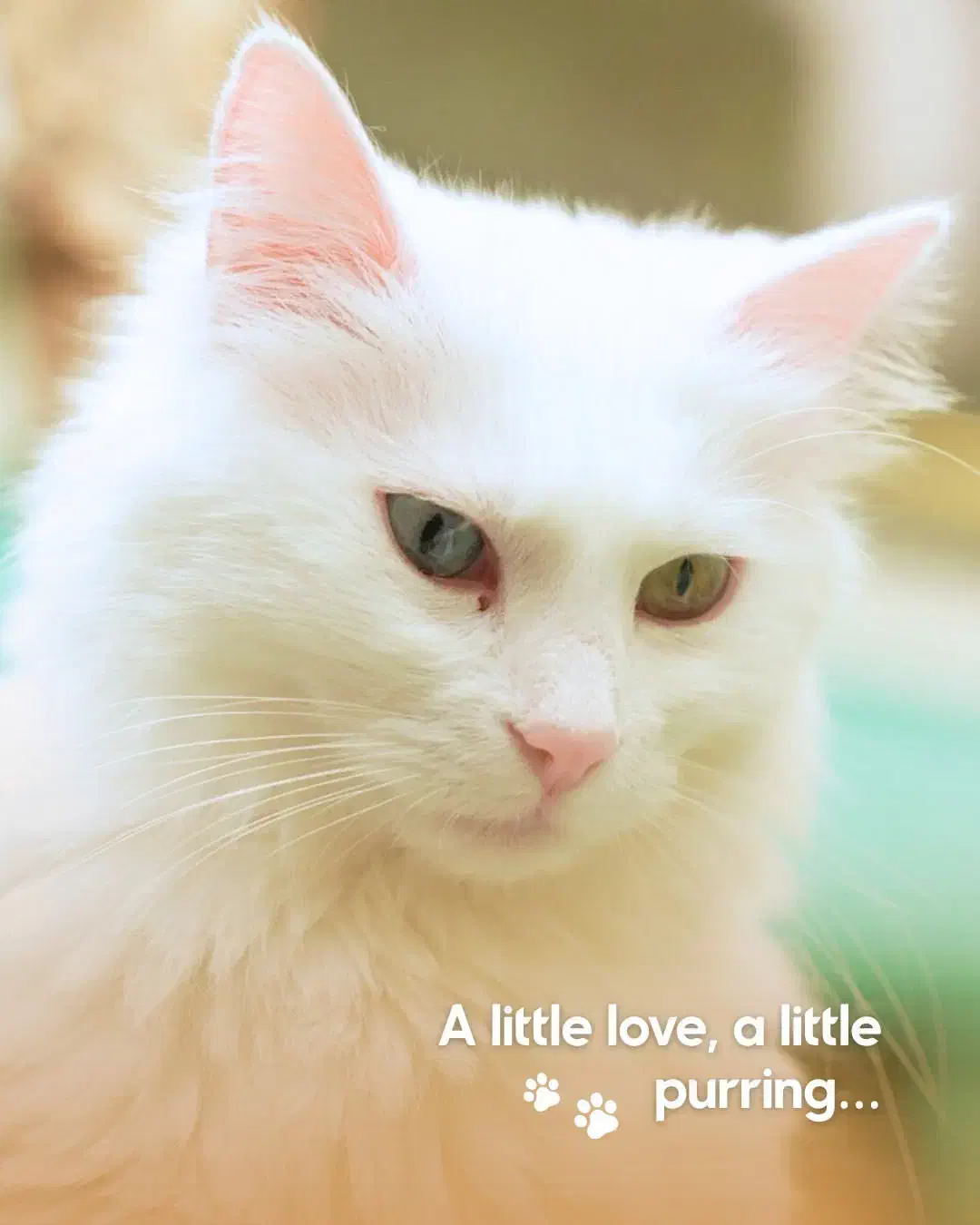 تور ریلی وان|تور و چارتر|تهران, هلال احمر|دیوار