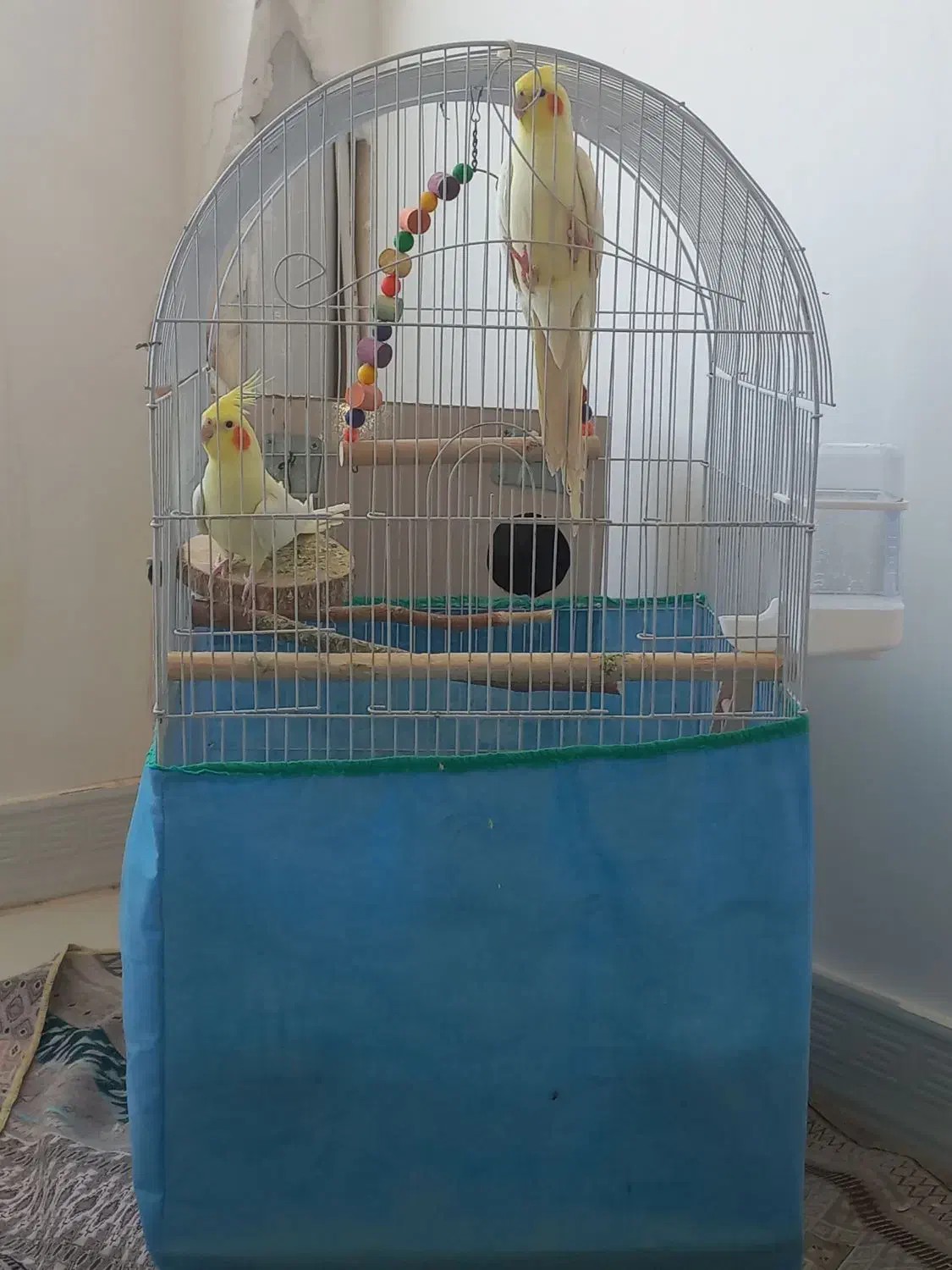 یک جفت عروس هلندی|پرنده|فامنین, |دیوار