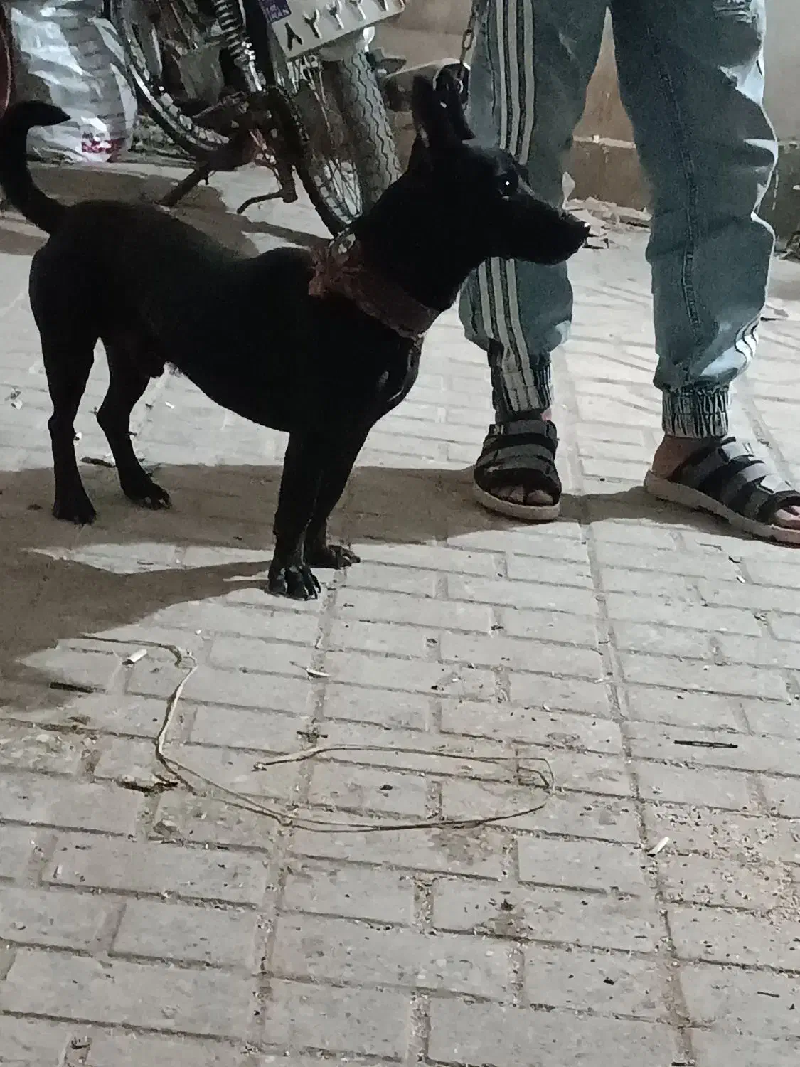 سگ پاکوتاه گرگی|سگ|مشهد, کوی دروی|دیوار