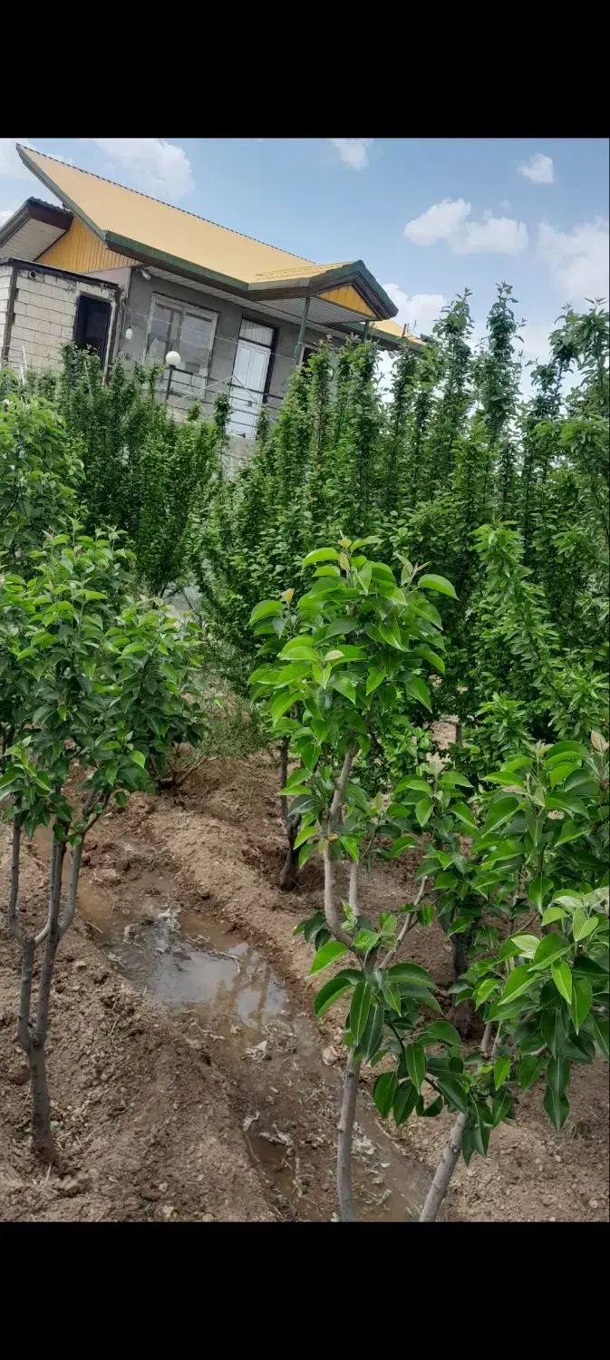 ویلا و گاوداری با مجوز ۴۹ راس گوشتی|فروش دفتر صنعتی، کشاورزی، تجاری|شال, |دیوار