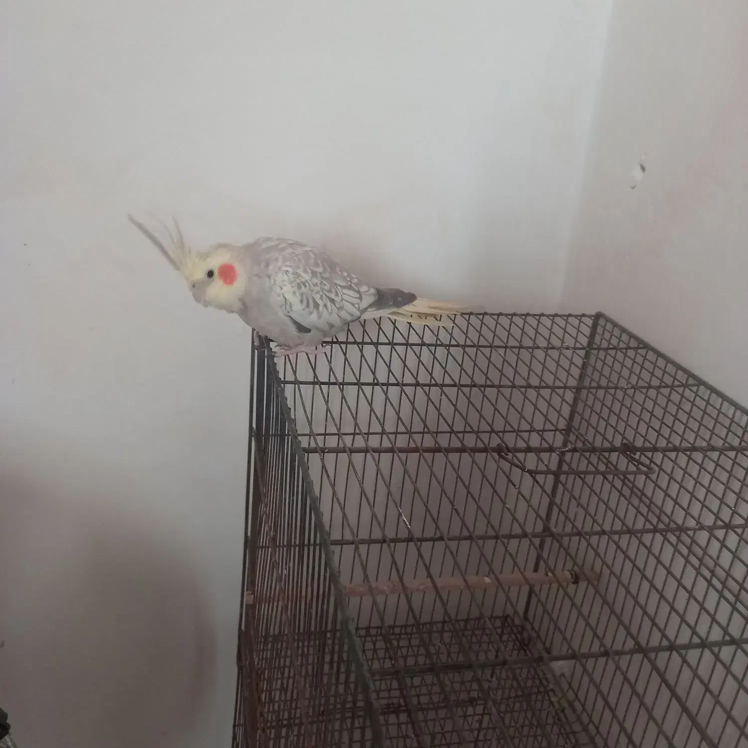 یک جفت عروس هلندی|پرنده|باروق, |دیوار