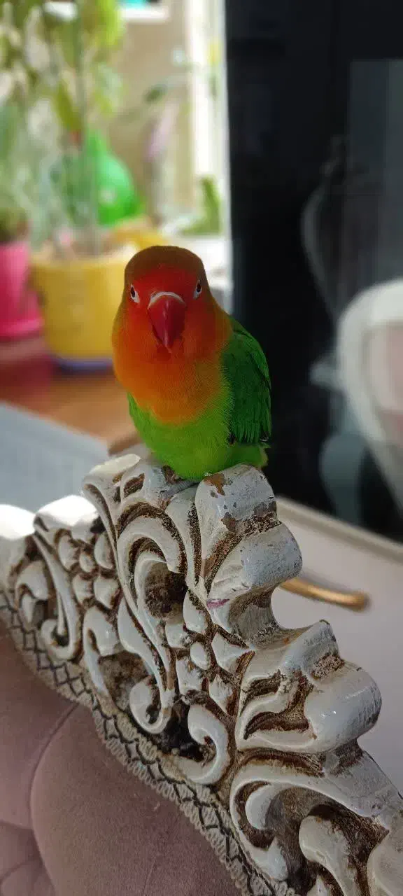 طوطی برزیلی|حیوانات|دزفول, |دیوار