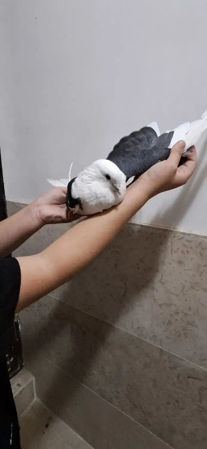 کفتر|پرنده|شهریار, شهریار|دیوار