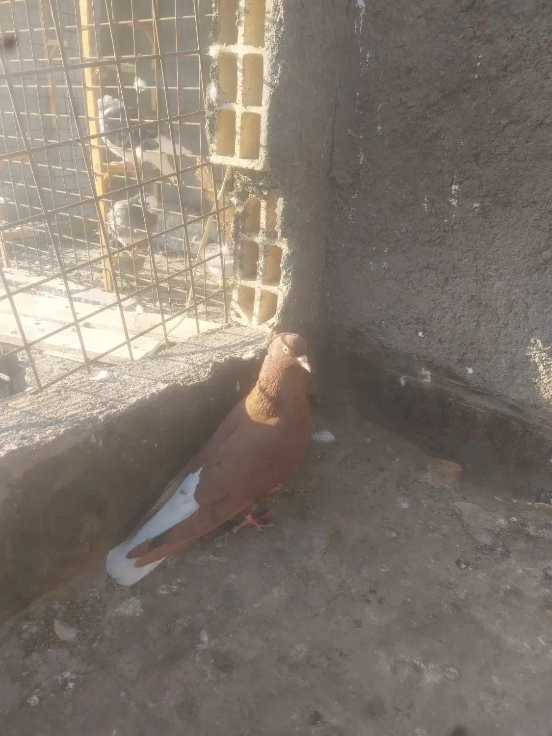 کبوتر (کفتر) دم سفید|پرنده|مشهد, ادیب نیشابوری (شهرک غرب)|دیوار