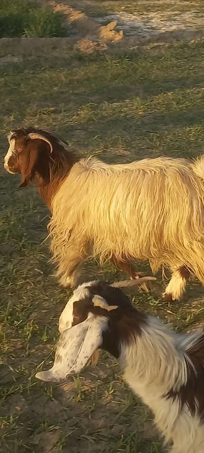 بز ماده|حیوانات مزرعه|زهک, |دیوار