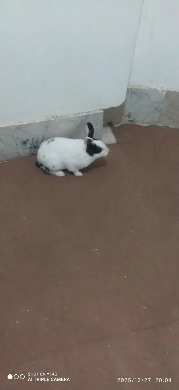 حیوان|موش و خرگوش|اسفراین, |دیوار