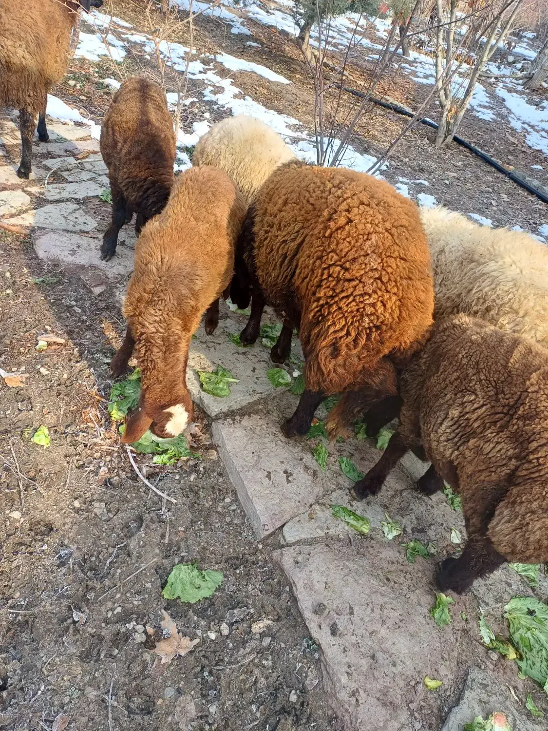 بره|حیوانات مزرعه|فلاورجان, |دیوار