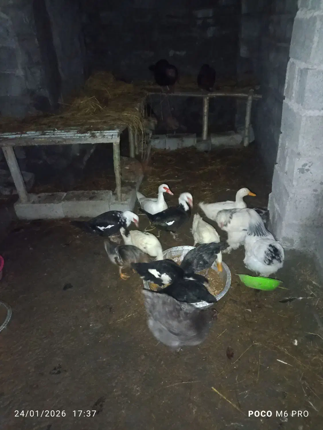 اردک  پرنده حیوان|حیوانات مزرعه|لاهیجان, قیام|دیوار