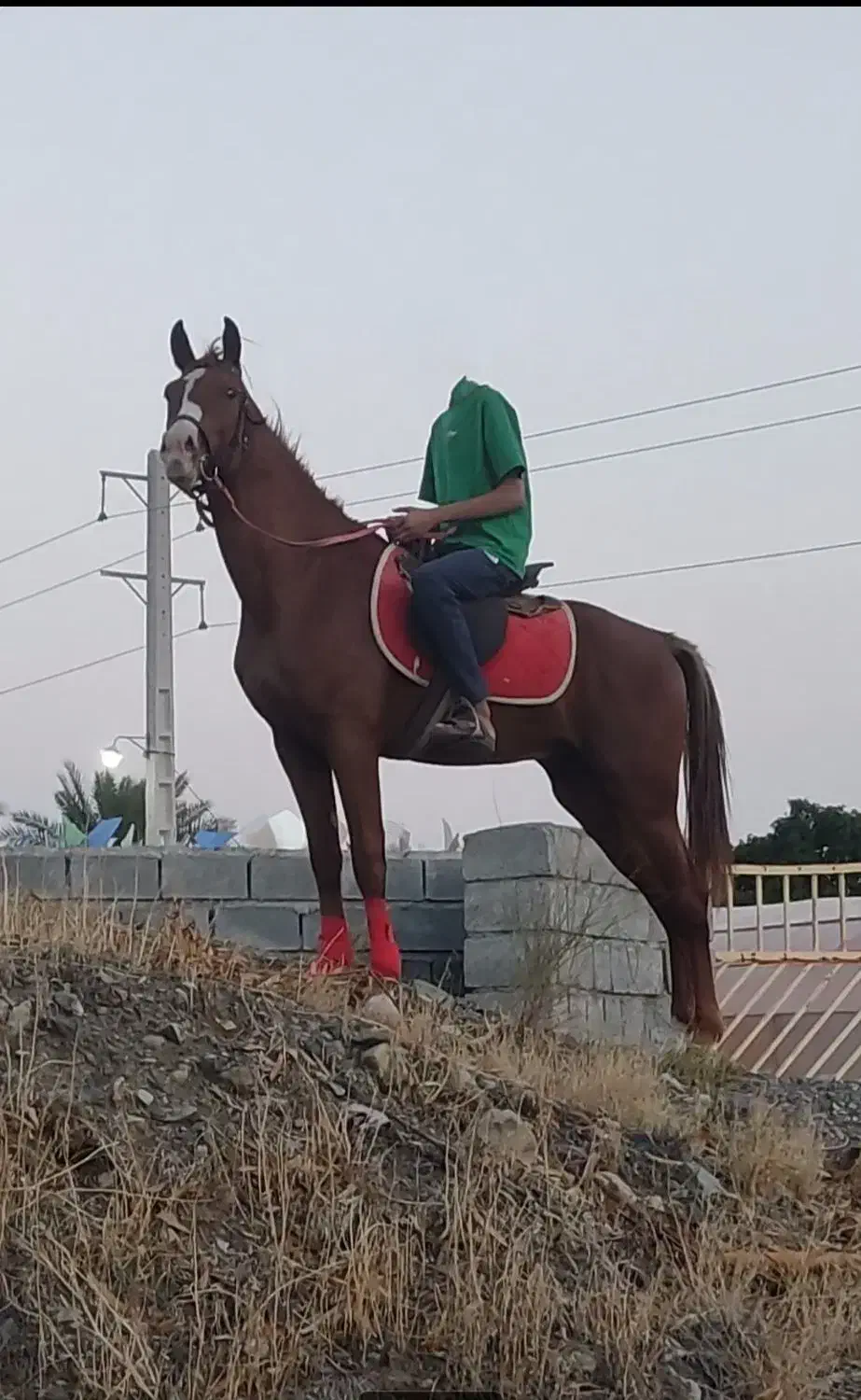 اسب عرب یک سر|اسب و تجهیزات اسب‌سواری|بندرعباس, |دیوار