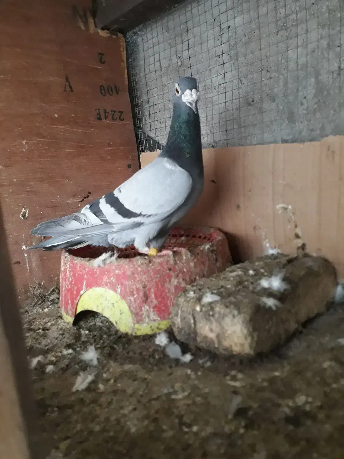 فروش پلاکی|پرنده|مسجد سلیمان, |دیوار