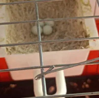 پرنده فنچ مولد|پرنده|تهران, اسفندیاری|دیوار