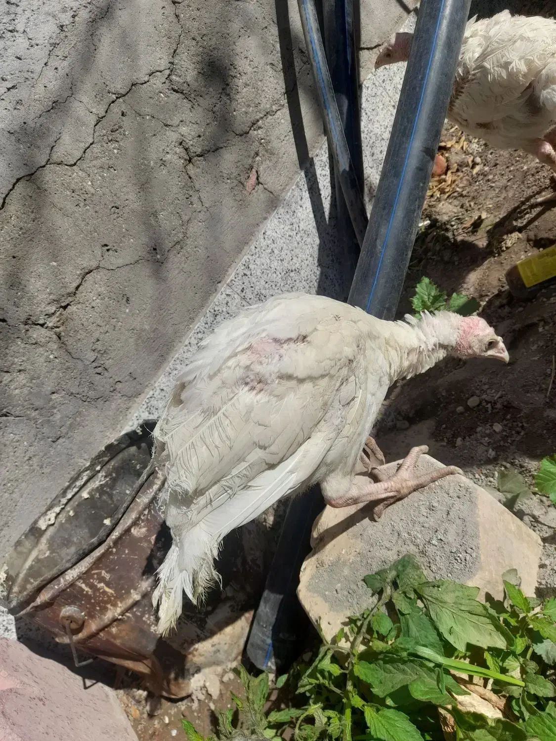 فروش ۲عدد جوجه بوقلمون|حیوانات مزرعه|سیرجان, |دیوار