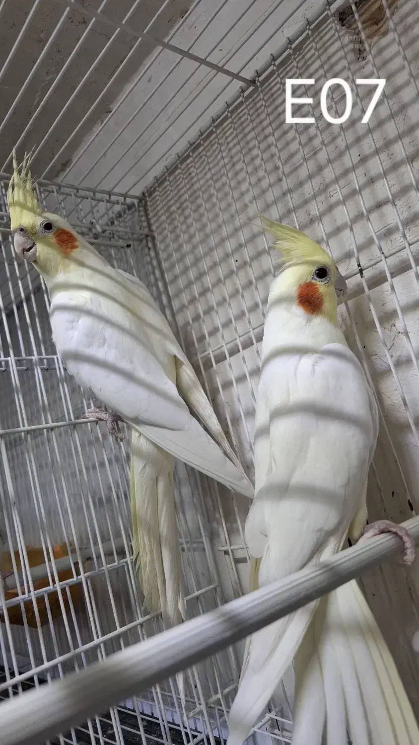 ۳ جفت لوتینو کینگ کار به شرط همه چی|پرنده|تربت جام, جامی|دیوار