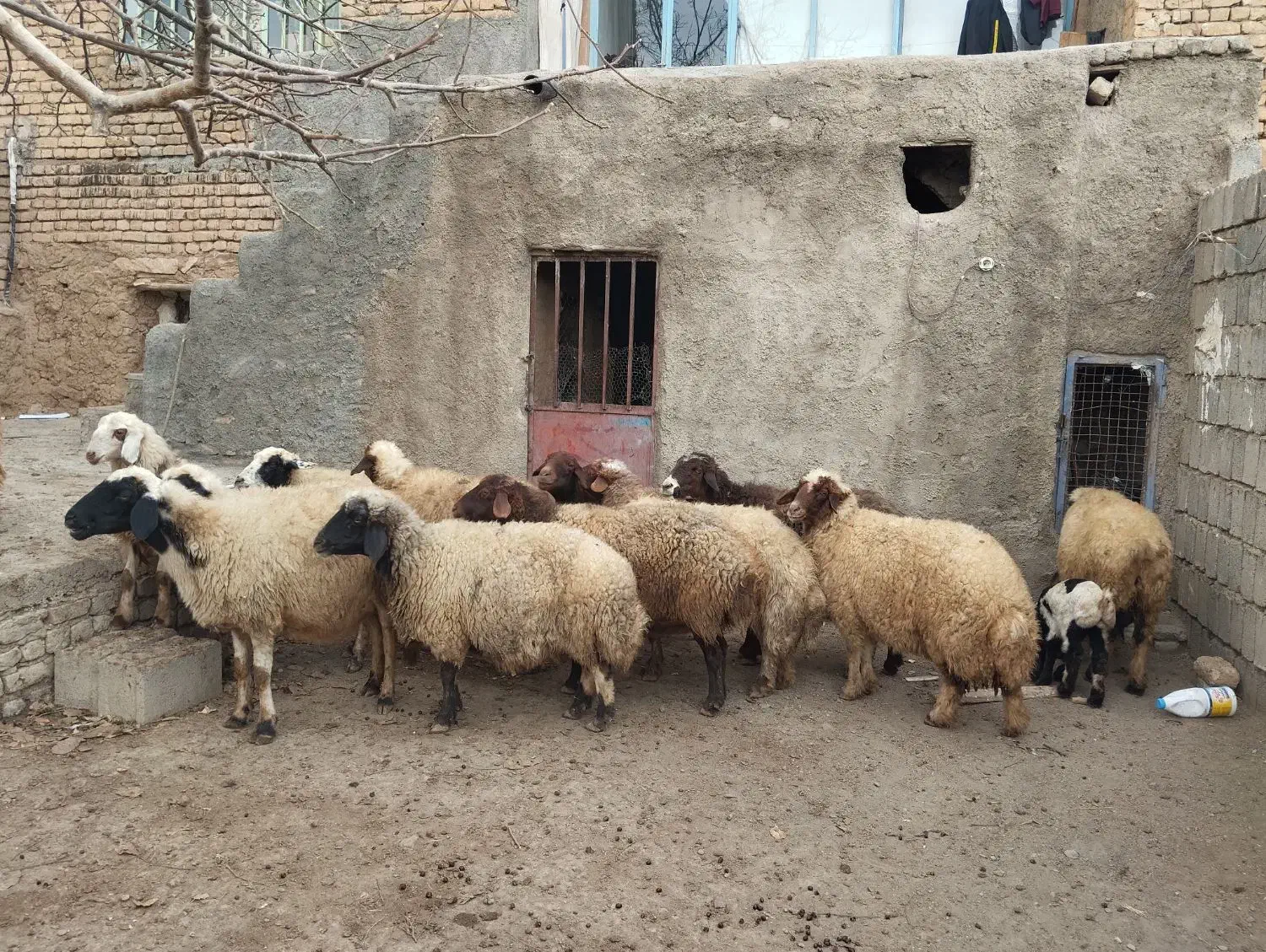 میش سنجابی|حیوانات مزرعه|زنده رود, |دیوار