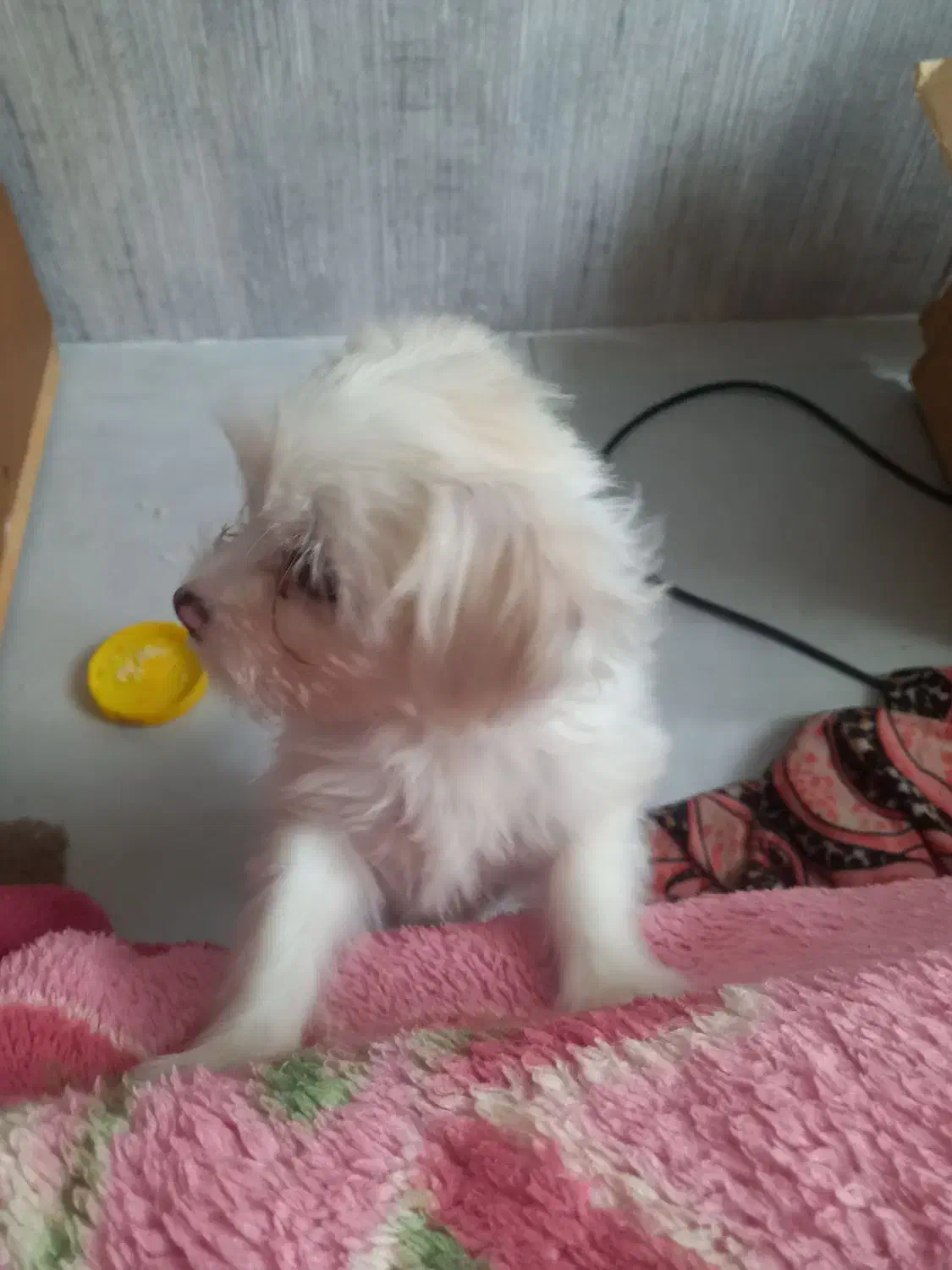 سگ خونگی|سگ|مشهد, فردوسی|دیوار