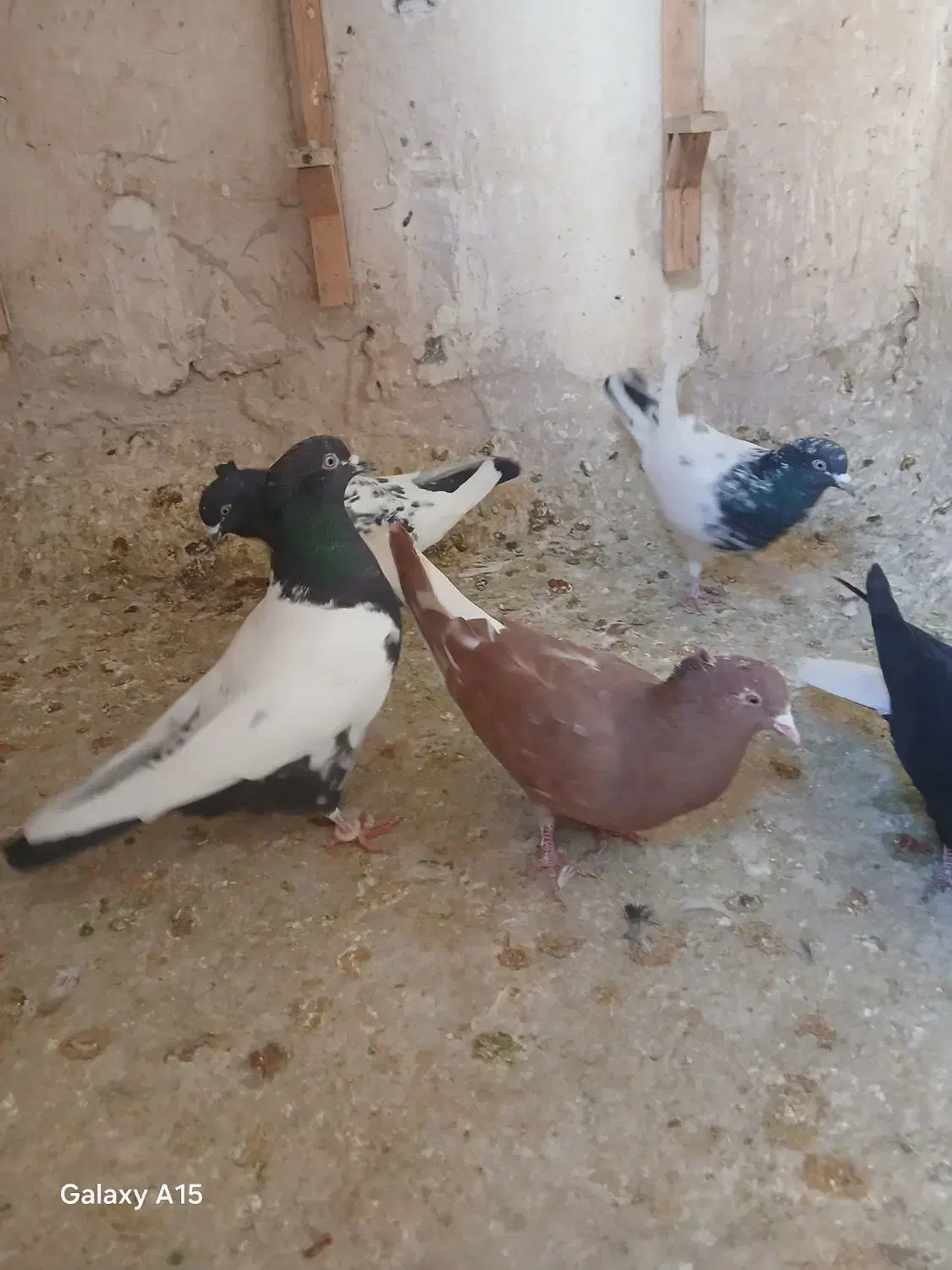 ۷ عدد کله سینه دم سفید طوقی پرشی|پرنده|مشهد, خرمشهر|دیوار