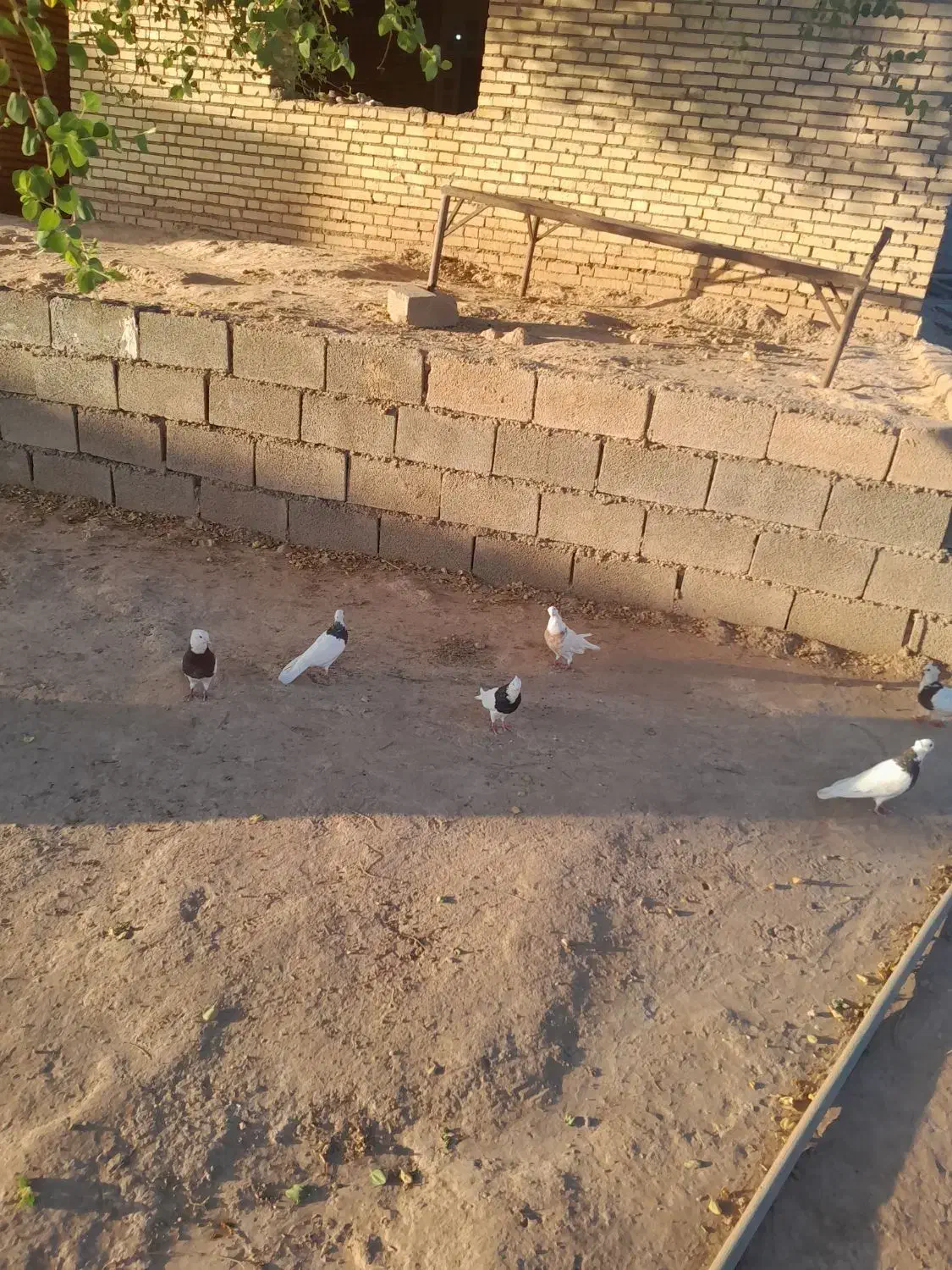 کبوترتوقی|پرنده|کرخه, |دیوار