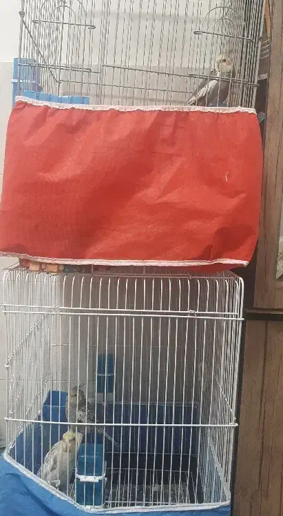 سه عددعروس هلندی بایک قفس 3500000هزارتومان.|پرنده|زنجان, |دیوار