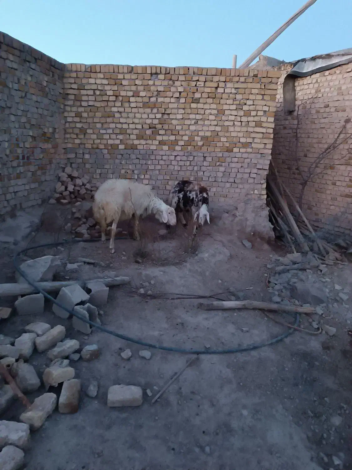 قوچ پلنگی|حیوانات مزرعه|رزن, |دیوار