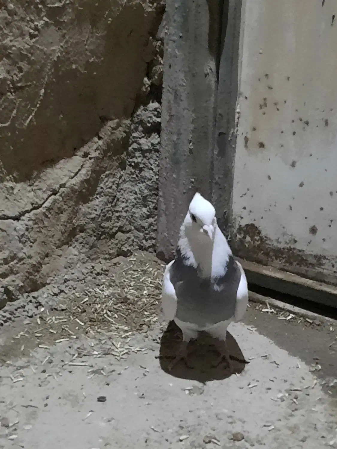 کبوتر|پرنده|کرمانشاه, |دیوار