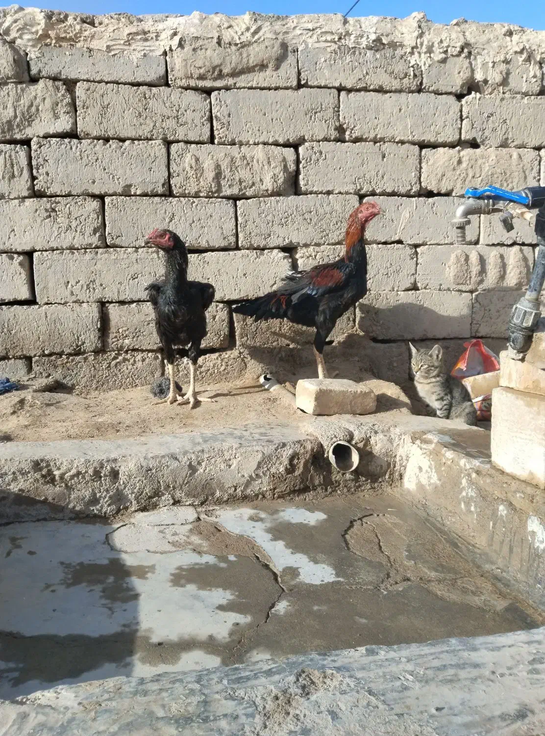 دوتا جوجه خروس لاری|حیوانات مزرعه|جزنیک, |دیوار