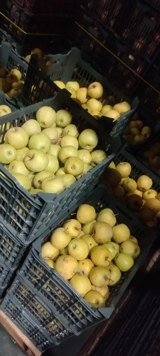 سیب درجه 2 رنگ دار و صاف|خدمات باغبانی و درختکاری|اشنویه, |دیوار