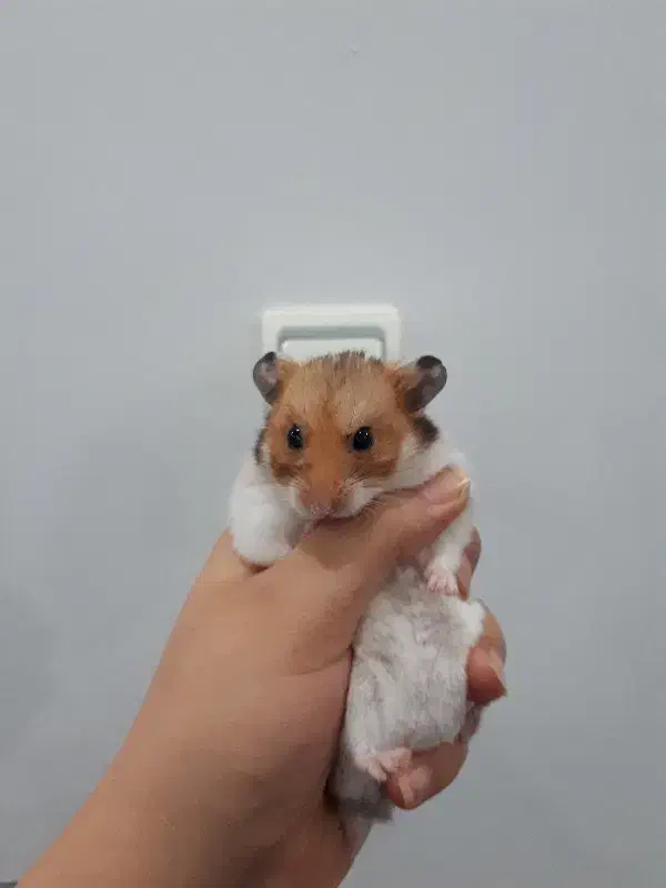 همستر|موش و خرگوش|محمدیه-قزوین, |دیوار