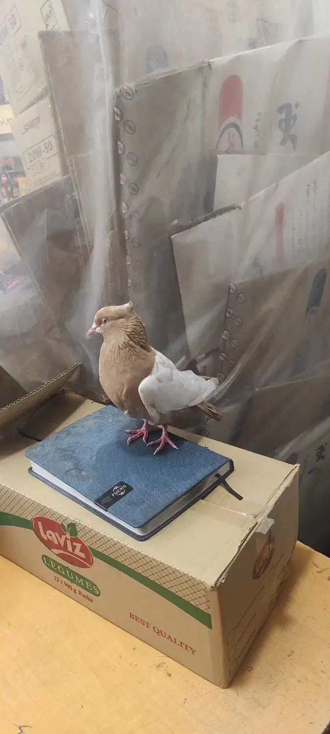 سینه زرد پرتغالی|پرنده|صدرا-فارس, فاز ۱|دیوار