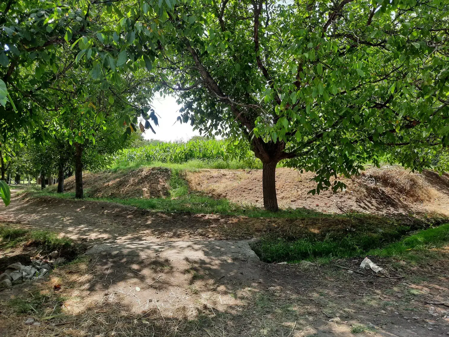 فروش باغ عجب شیر روستای محمود آباد|فروش خانه و ویلا|عجب شیر, |دیوار