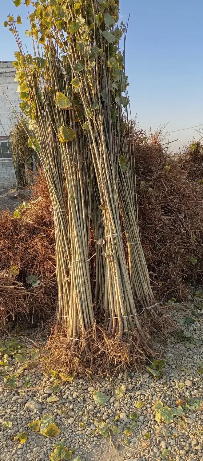 نهالستان انواع نهال صنوبر و بادام و گردو|خدمات باغبانی و درختکاری|خرمآباد, |دیوار