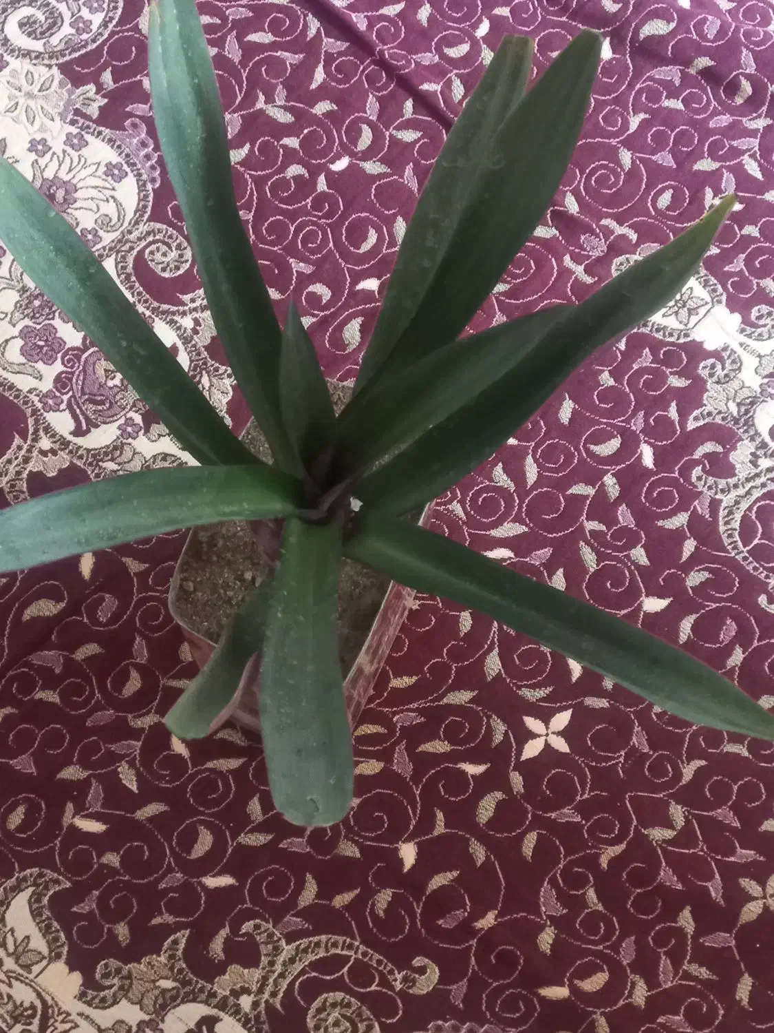 سه گلدان گل کاکتوس ویه گلدان گل گهواره ای|گل و گیاه طبیعی|شاهین دژ, |دیوار