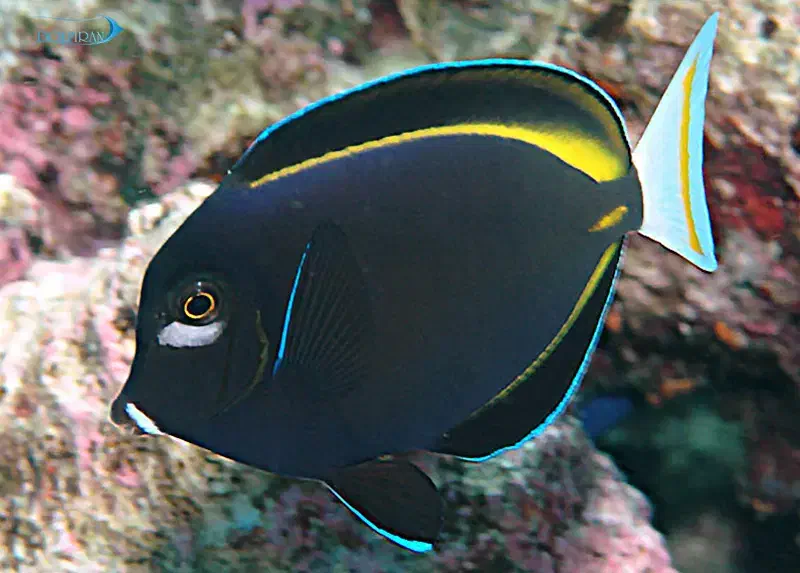 ماهی اب شور ابشور .جراح. فرشته . و غیره|ماهی|تهران, امیر بهادر|دیوار