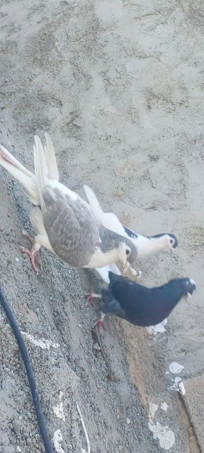 سه عدد کبوتر|پرنده|دلبران, |دیوار
