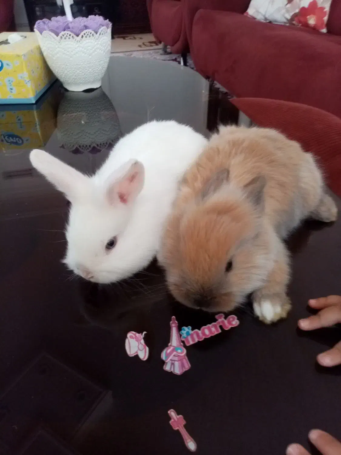 خرگوش لوپ|موش و خرگوش|بیرجند, |دیوار