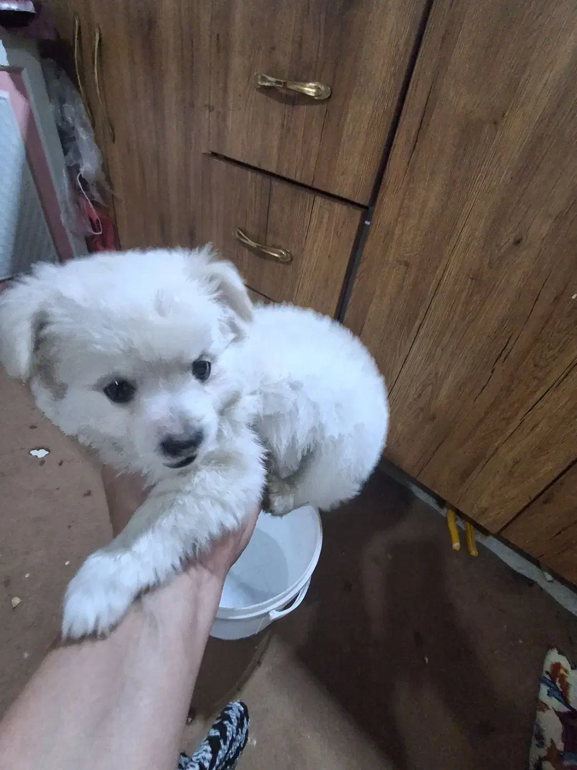 یک عددسگ پاکوتاه ناز|سگ|سیرجان, |دیوار