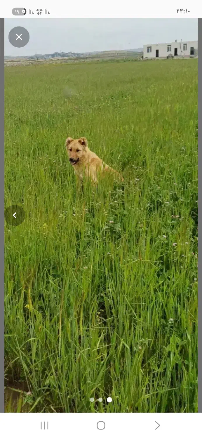 توله گمشده|سگ|پارسآباد, |دیوار