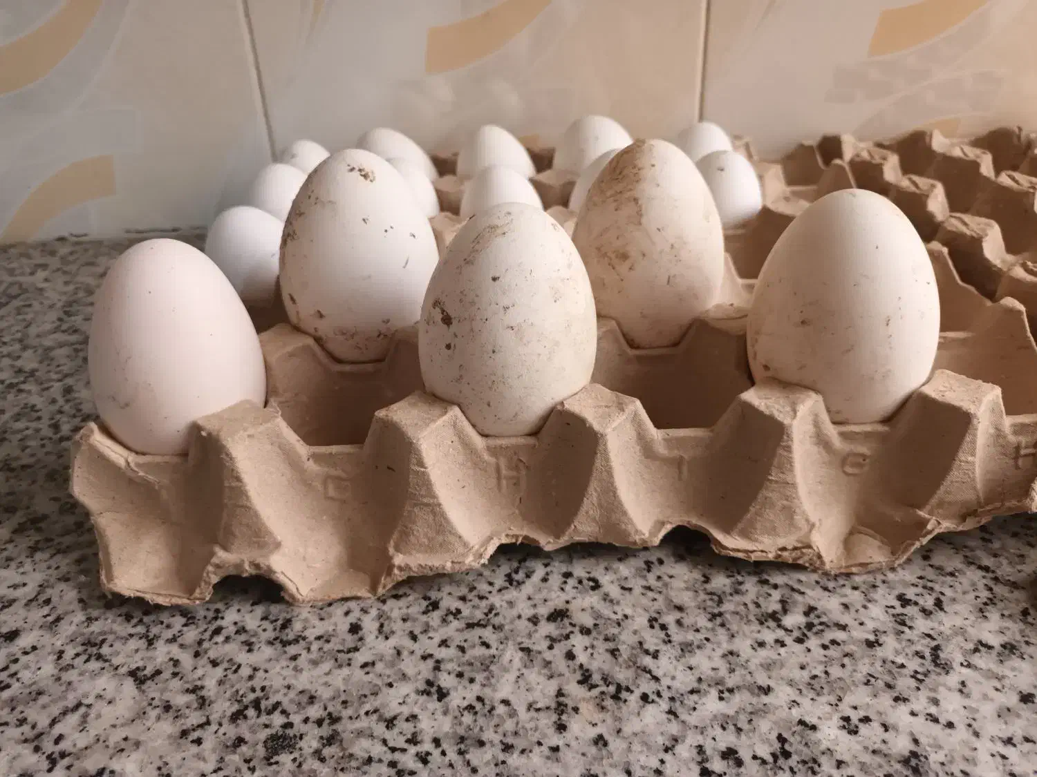 تخم قوغاز|حیوانات مزرعه|زابل, |دیوار