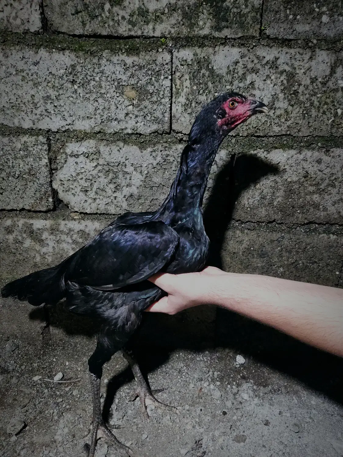 مرغ لاری|حیوانات مزرعه|آستارا, |دیوار