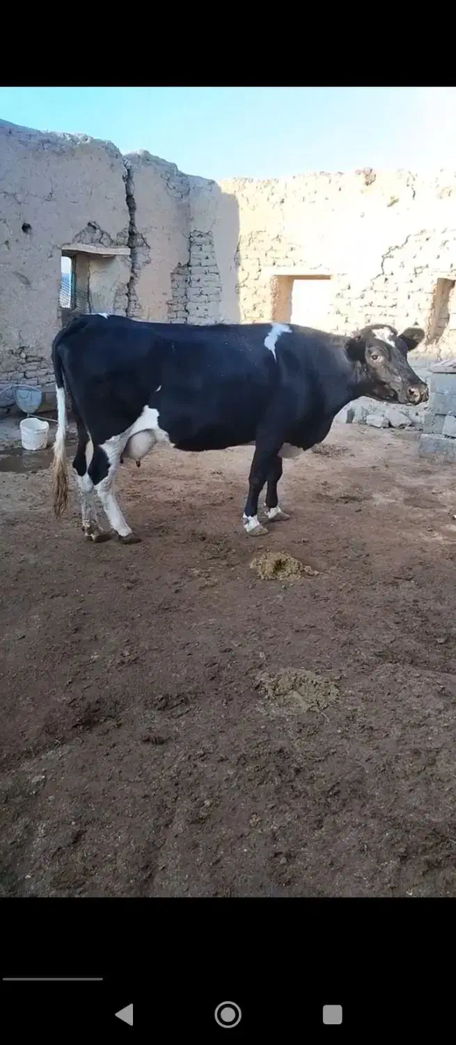 فروش گاوتک شیر|حیوانات مزرعه|سقز, |دیوار