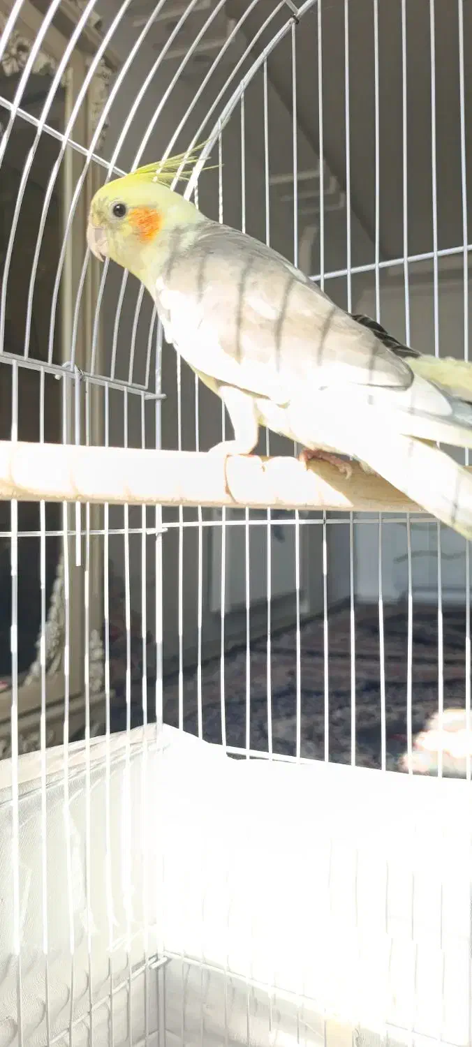 عروس هلندی سخنگو|پرنده|بومهن, |دیوار