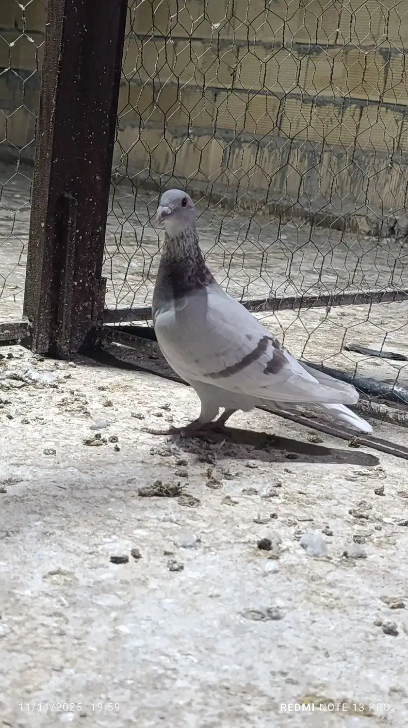 کبوتر پوست پیازی . غوره . ابلغ|پرنده|وحدتیه, |دیوار