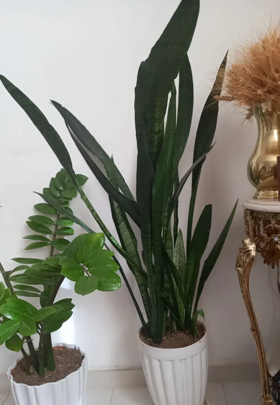 تعدادی گل طبیعی|گل و گیاه طبیعی|قم, بلوار امین و ساحلی|دیوار